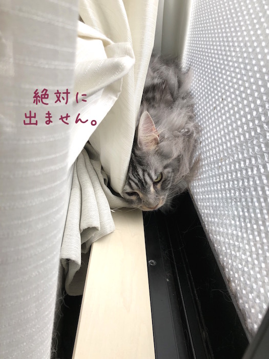 f:id:chikojirou:20190310212549j:plain