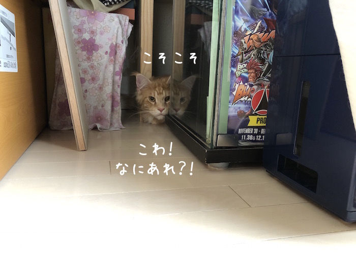 f:id:chikojirou:20190310212603j:plain