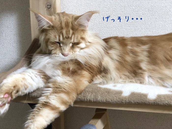 f:id:chikojirou:20190310212620j:plain