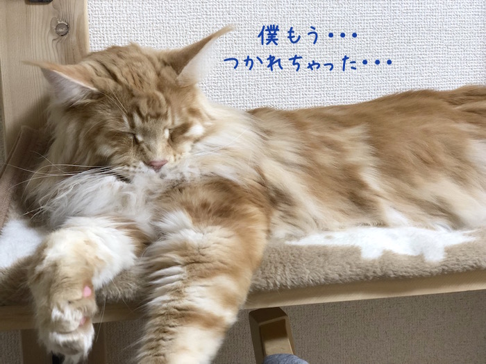 f:id:chikojirou:20190310212704j:plain