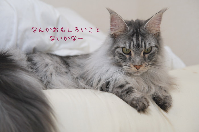 f:id:chikojirou:20190313220005j:plain