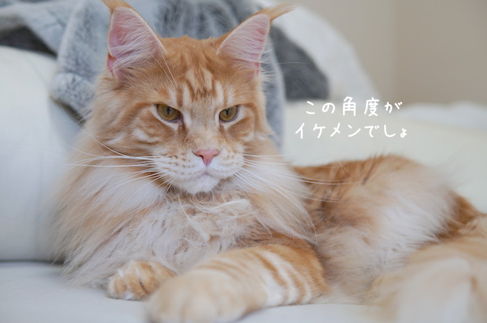 f:id:chikojirou:20190313220217j:plain