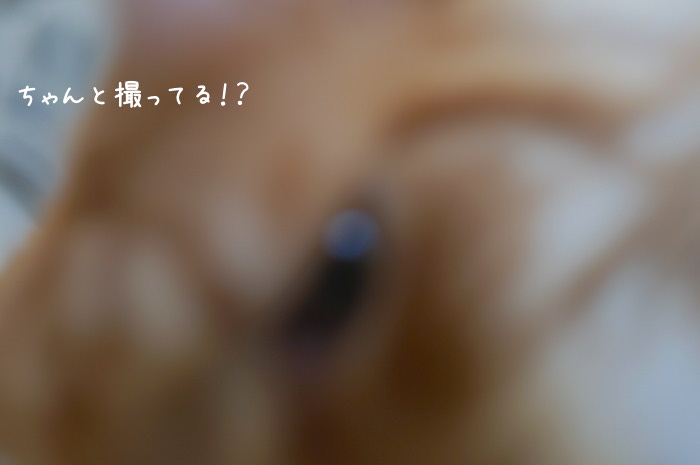 f:id:chikojirou:20190313220231j:plain