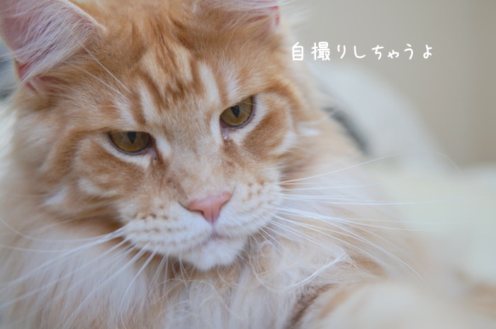 f:id:chikojirou:20190313220247j:plain