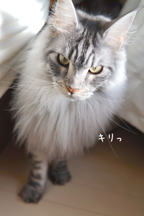 f:id:chikojirou:20190319214417j:plain
