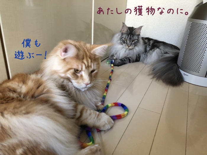 f:id:chikojirou:20190319214502j:plain