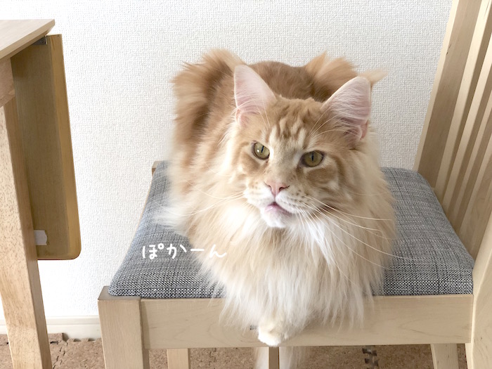 f:id:chikojirou:20190325215103j:plain