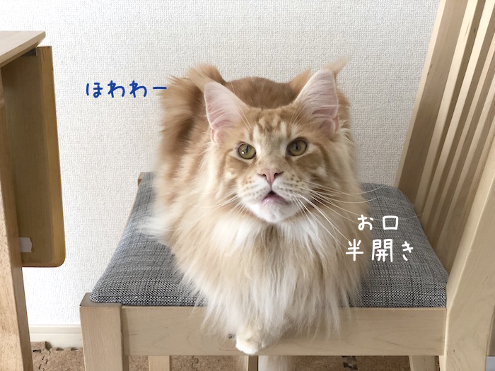 f:id:chikojirou:20190325215117j:plain