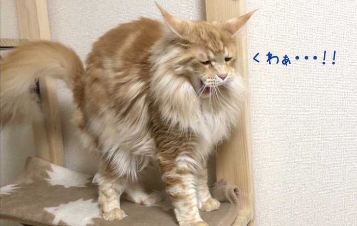 f:id:chikojirou:20190325215129j:plain