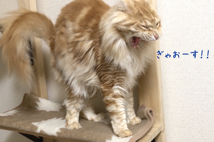 f:id:chikojirou:20190325215144j:plain