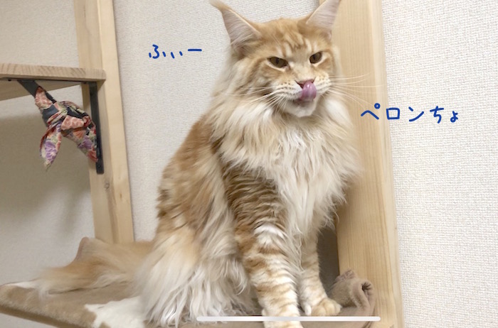 f:id:chikojirou:20190325215156j:plain