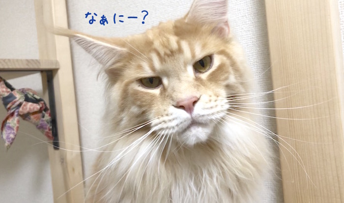 f:id:chikojirou:20190325215207j:plain