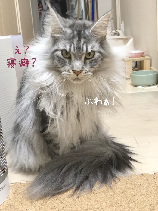 f:id:chikojirou:20190325215247j:plain