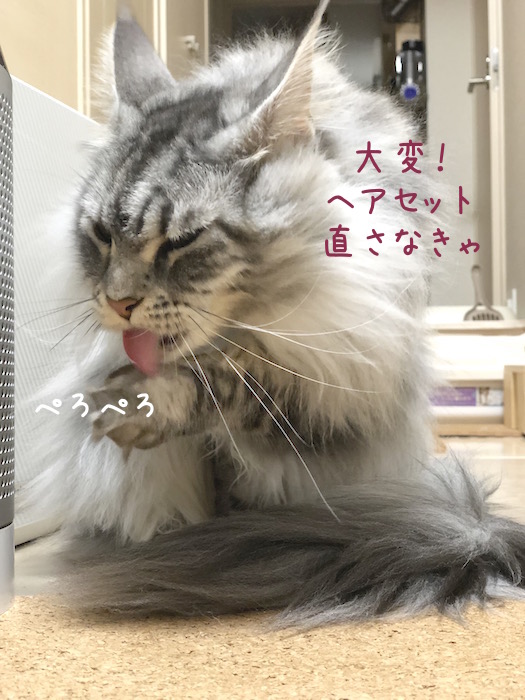 f:id:chikojirou:20190325215321j:plain