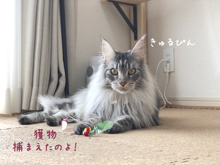 f:id:chikojirou:20190325215340j:plain