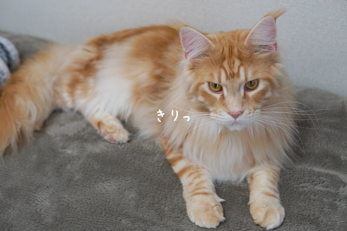 f:id:chikojirou:20190401212528j:plain