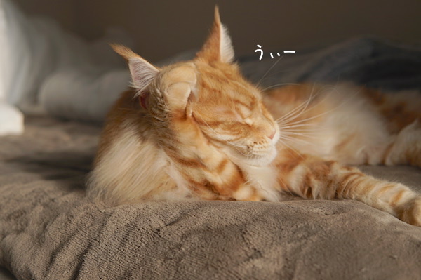 f:id:chikojirou:20190401212751j:plain