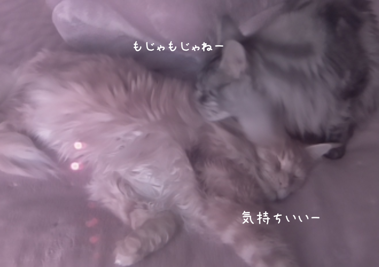 f:id:chikojirou:20190401212854p:plain