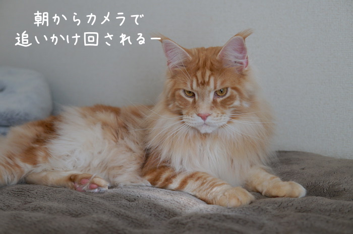 f:id:chikojirou:20190407210755j:plain