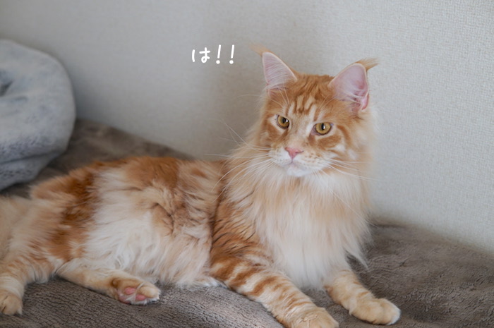 f:id:chikojirou:20190407210818j:plain
