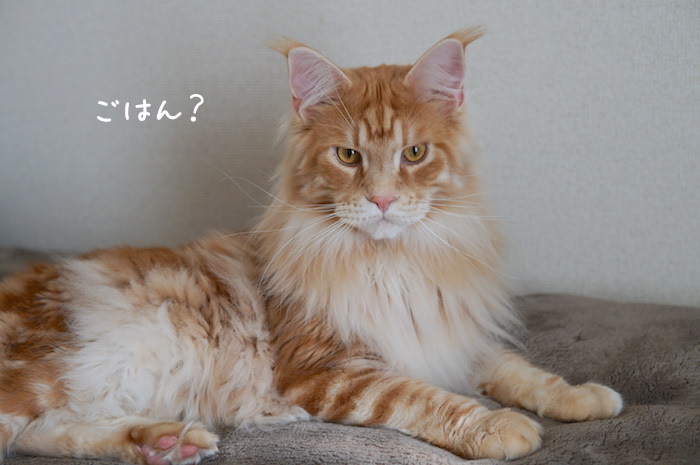 f:id:chikojirou:20190407210839j:plain