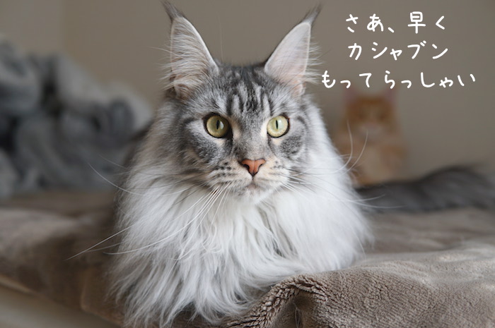 f:id:chikojirou:20190407210929j:plain