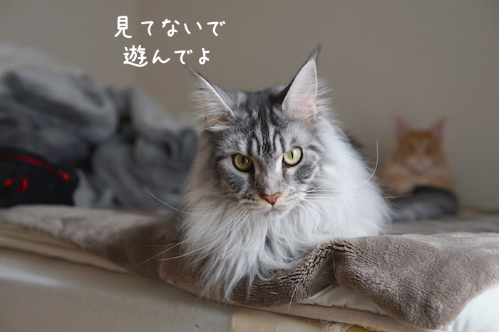 f:id:chikojirou:20190407211005j:plain