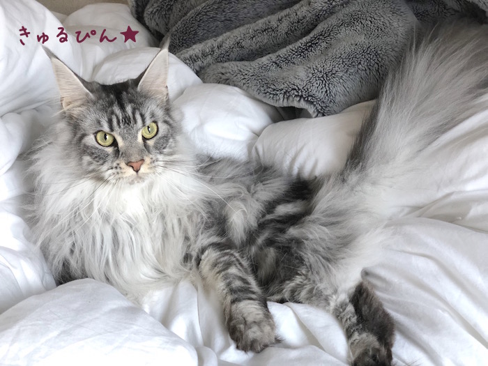 f:id:chikojirou:20190430193444j:plain f:id:chikojirou:20190430193444j:plain