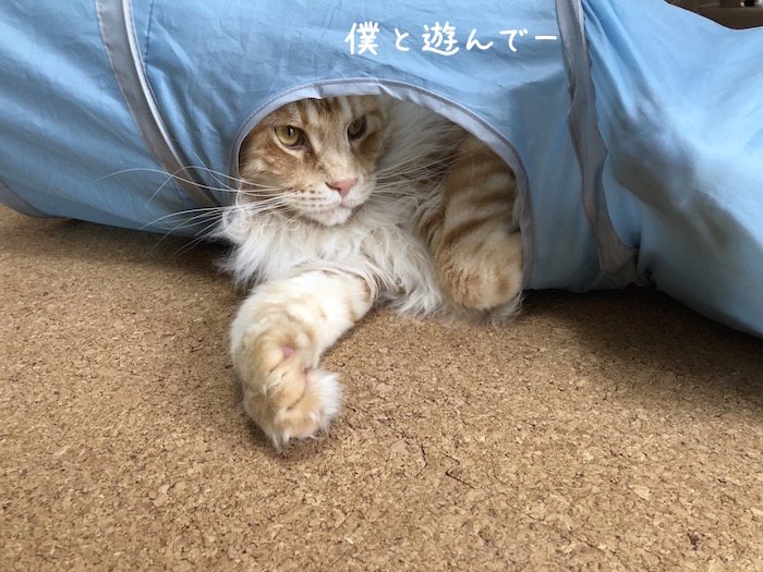 f:id:chikojirou:20190430193556j:plain f:id:chikojirou:20190430193556j:plain