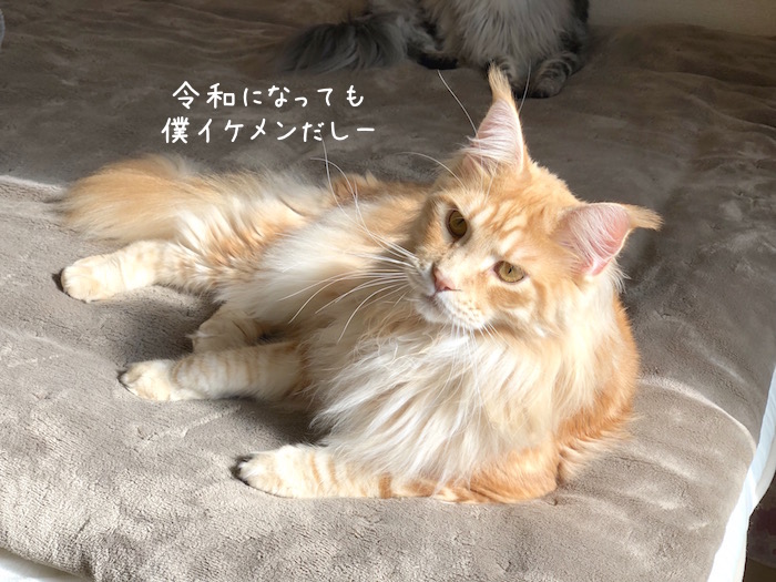f:id:chikojirou:20190502210253j:plain