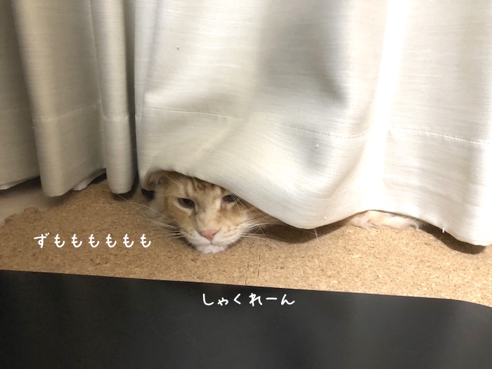 f:id:chikojirou:20190502210319j:plain
