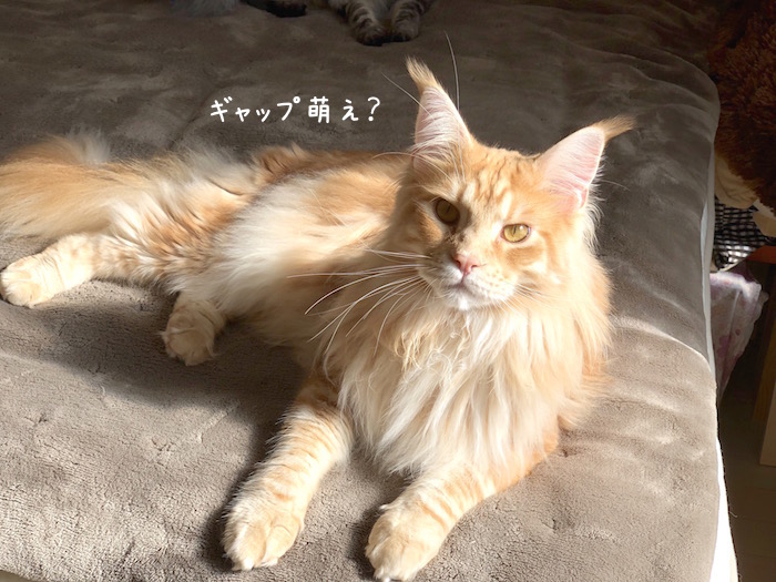 f:id:chikojirou:20190502210331j:plain