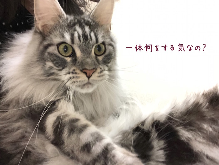 f:id:chikojirou:20190502210344j:plain