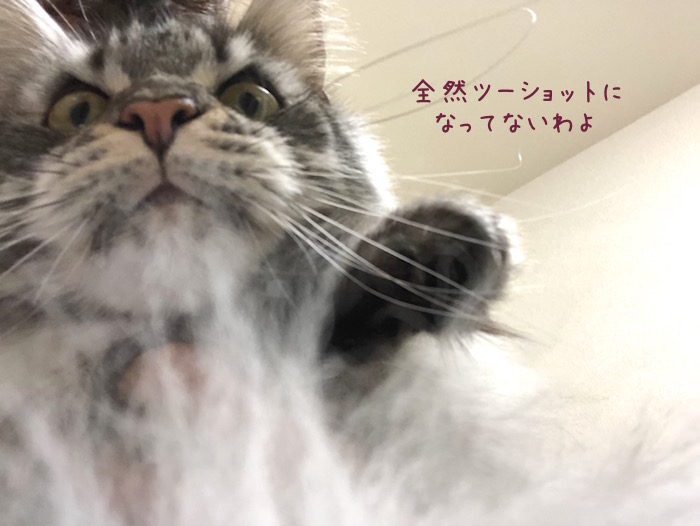 f:id:chikojirou:20190502210358j:plain
