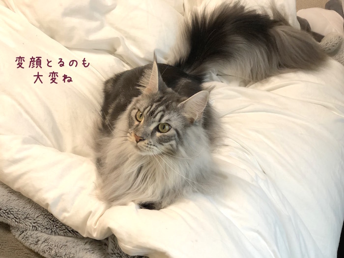 f:id:chikojirou:20190502210414j:plain