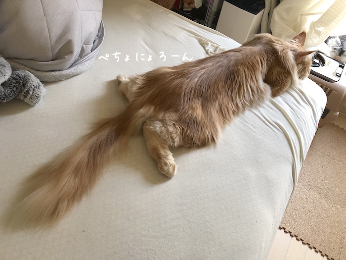 f:id:chikojirou:20190528213153j:plain
