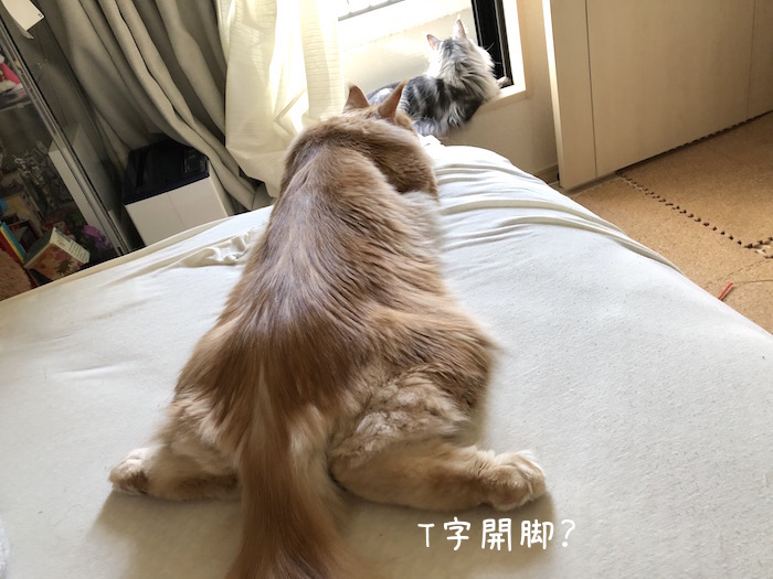 f:id:chikojirou:20190528213156j:plain
