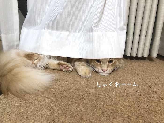 f:id:chikojirou:20190528213200j:plain