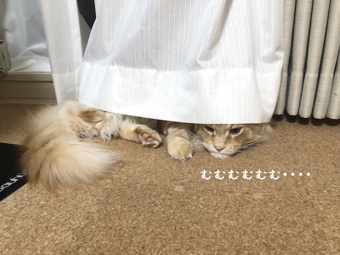f:id:chikojirou:20190528213203j:plain