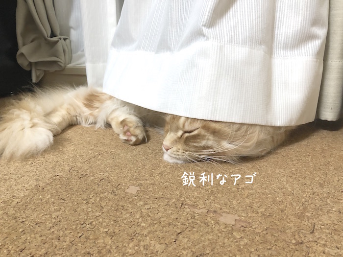f:id:chikojirou:20190528213206j:plain