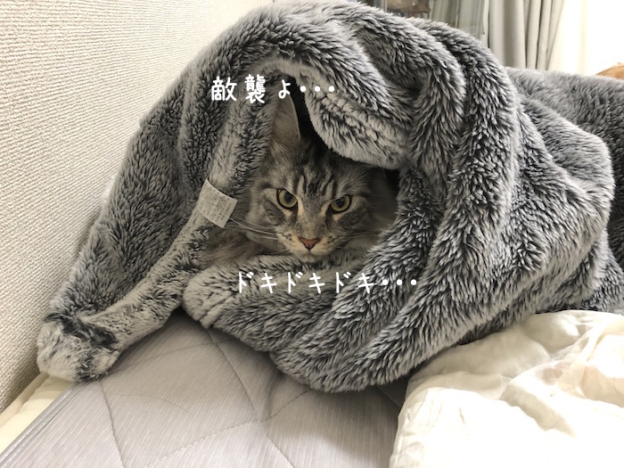 f:id:chikojirou:20190528213209j:plain