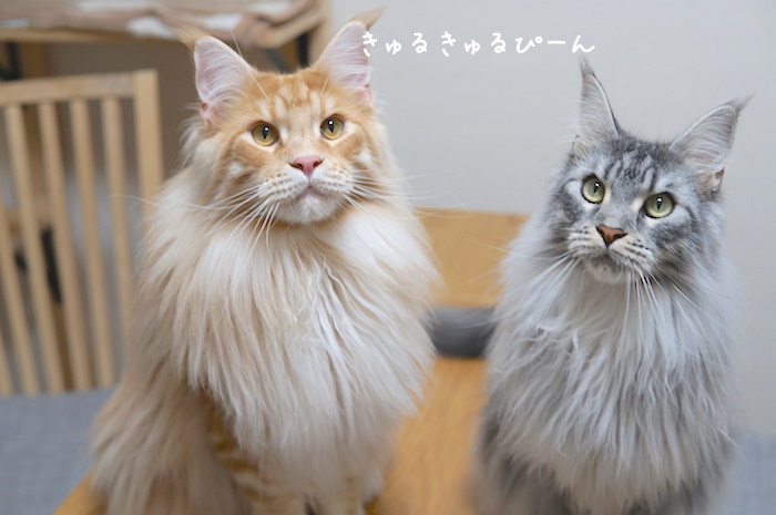 f:id:chikojirou:20190618214116j:plain