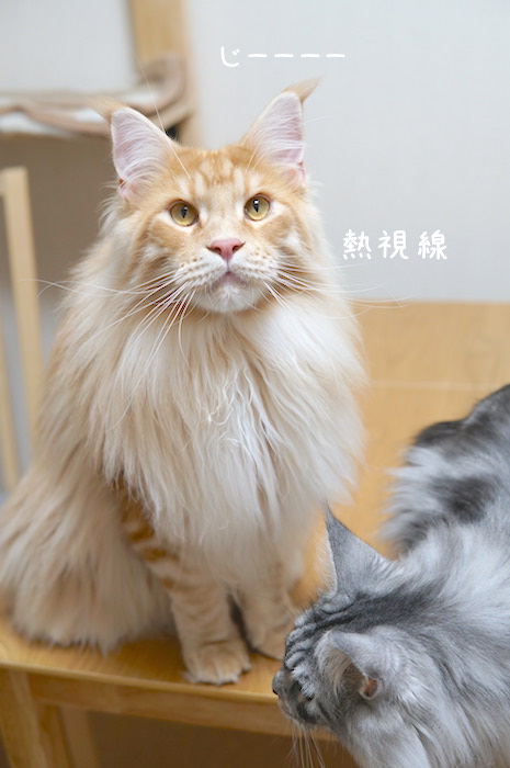 f:id:chikojirou:20190618214120j:plain