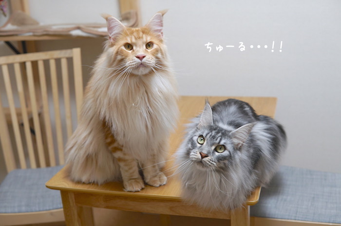f:id:chikojirou:20190618214122j:plain