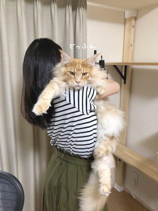 f:id:chikojirou:20190618214126j:plain