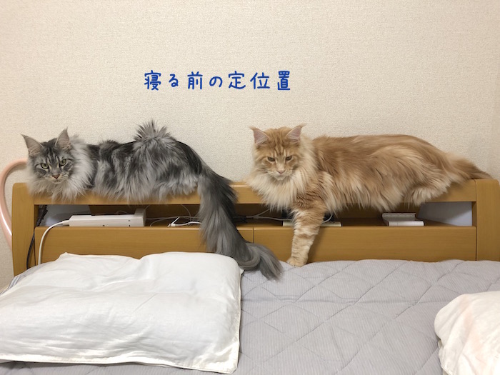 f:id:chikojirou:20190618214134j:plain