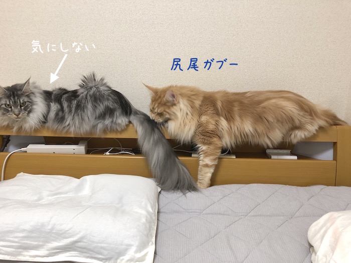 f:id:chikojirou:20190618214138j:plain