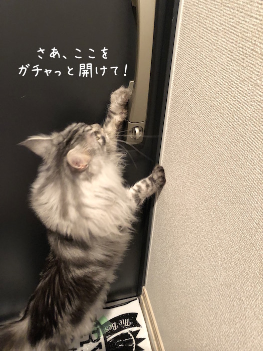 f:id:chikojirou:20190618214144j:plain