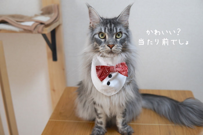 f:id:chikojirou:20190620213553j:plain