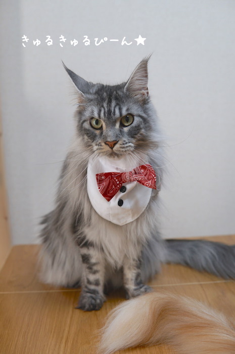 f:id:chikojirou:20190620213555j:plain